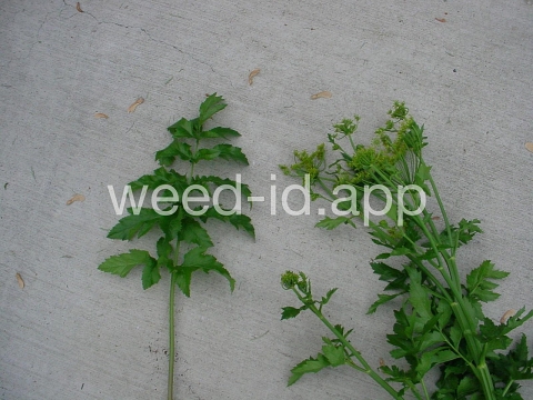 parsnip, wild